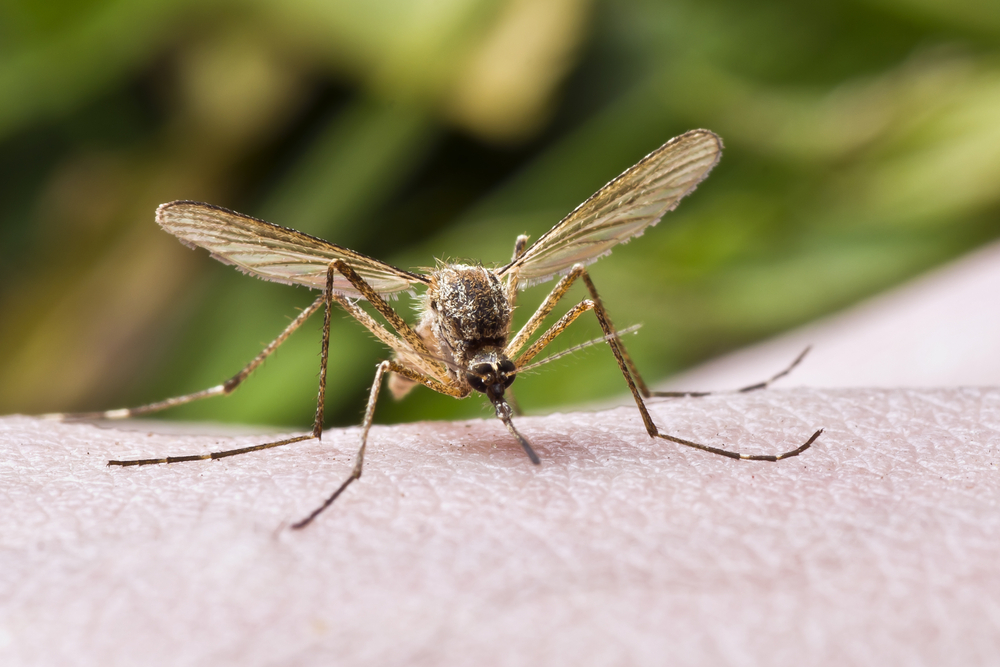 Комаров вылечили от малярии